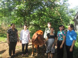 Hội phụ nữ huyện và xã Đoàn Kết (Yên Thủy)  tặng bò giúp hội viên nghèo phát triển kinh tế.