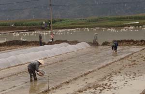 Tranh thủ thời tiết ấm, nông dân xã Đồng Tâm (Lạc Thủy) khẩn trương cấy lại trên diện tích lúa đã cấy bị chết rét khoảng trung tuần tháng 1/2016.