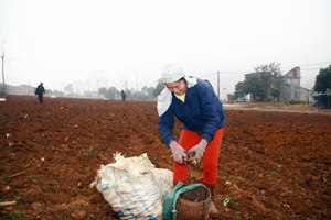 Nhân dân xã Cao Sơn làm đất, trồng cây dong riềng năm 2016.