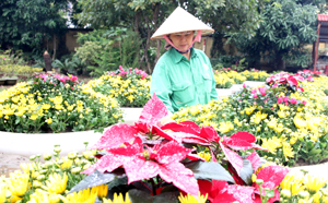 Chị Nguyễn Thị Thủy, tổ giao thông – cây xanh – Công ty CP đô thị Hòa Bình chăm sóc những bồn hoa rực rỡ trang hoàng đường phố ngày xuân.