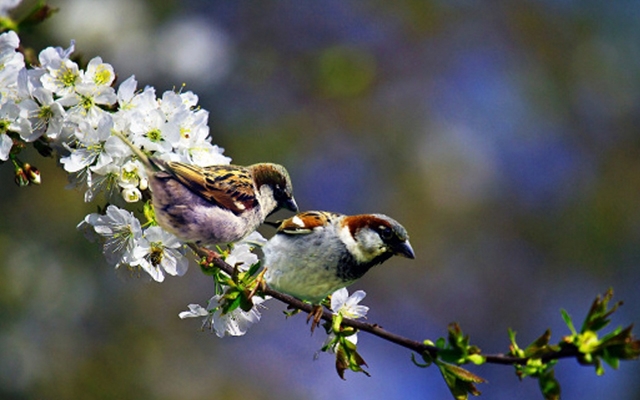 Chim sẻ: Hướng dẫn cách nuôi sinh sản | Farmvina Nông Nghiệp