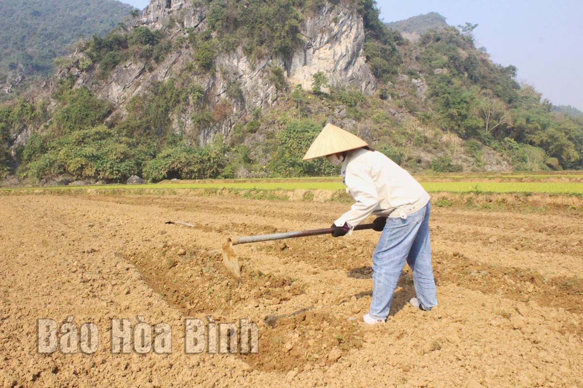 Huyện Yên Thủy làm đất đến đâu, gieo trồng đến đó
