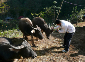 Cán bộ thú y kiểm tra số trâu bò mắc bệnh tại xã Đồng Nghê.