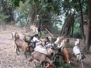 Nhờ nguồn vốn vay hộ nghèo, nhiều nông dân xã Cao Răm đã phát triển chăn nuôi gia súc mang lại hiệu quả kinh tế cao.