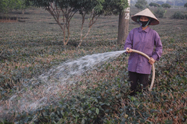 Nông dẫn xã Phú Lão chăm sóc vùng chè nguyên liệu phục vụ công nghiệp chế biến nông sản.