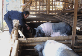 Vay vốn ngân hàng để đầu tư mô hình chăn nuôi lợn nái đang là sự lựa chọn của nhiều hộ nông dân huyện Đà Bắc