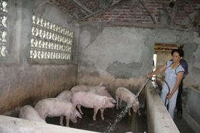 Đầu tư nuôi lợn thịt quy mô lớn mang lại thu nhập ổn định cho nhiều hộ gia đình phụ nữ xa Long Sơn.