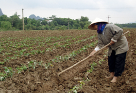 Sắp hết thời vụ gieo trồng vụ xuân, nông dân xã Thượng Cốc đang khẩn trương gieo trồng các cây màu ngắn hạn như khoai lang, sắn…