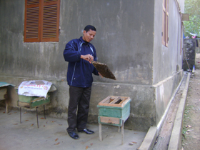 Gia đình ông Bùi Thanh Mức (Xóm Đồng Huống, xã Liên Hòa, huyện Lạc Thủy) mỗi năm thu nhập hàng chục triệu đồng từ việc nuôi ong lấy mật.