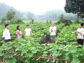 Trung tâm Ứng dụng tiến bộ khoa học và công nghệ chuyển giao kỹ thuật trồng susu lấy ngọn tại xã Ba Khan, huyện Mai Châu.