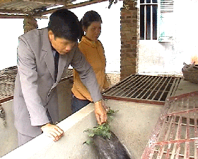 Chăn nuôi nhím và lợn rừng mang lại thu nhập cao cho nhiều hộ gia đình xã Bắc Sơn (Kim Bôi).