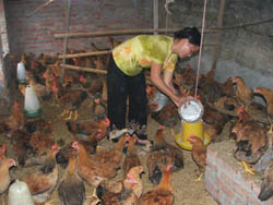 Mô hình nuôi gà Ai Cập đang được nhân rộng trong toàn huyện
