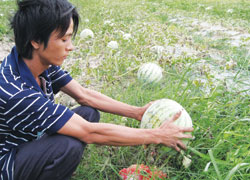 Ruộng dưa của anh Trương Quang Hoàng (xã Hòa Hội, huyện Phú Hòa, Phú Yên) bị “ngâm” thối do chưa tìm ra người mua.