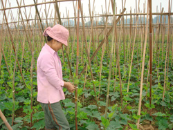 Tuổi trẻ xã Vũ Lâm chuyển đổi ruộng 1 vụ sang trồng bí xanh cho thu nhập cao
