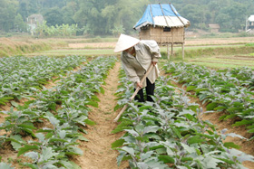 Nông dân xã Yên Phú (Lạc Sơn) tích cực trồng và chăm sóc cây màu vụ ñoâng.