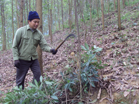 CCB Nguyễn Văn Tài, xóm Om Làng, xã Cao Dương (Lương Sơn) chăm sóc vườn rừng của gia đình.