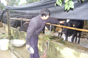 Anh Nguyễn Văn Thắng, xã Nhuận Trạch chăm sóc đàn bò sữa của gia đình.