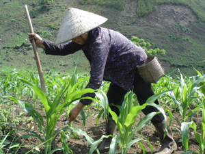 Chị Nguyễn Thị Ngoan (xã Hợp Thịnh) bón phân thúc để cây ngô xuân sinh trưởng tốt