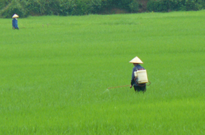 Nông dân xã Vĩnh Đồng, Kim Bôi tập trung chăm sóc lúa xuân.