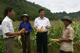 Bí thư Huyện ủy Mai Châu Khà Phúc Dằng kiểm tra chuyển đổi cơ cấu giống cây trồng tại xã Mai Hạ.