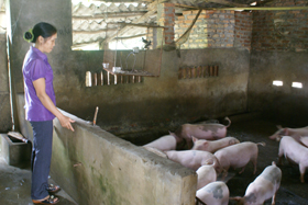 Nhiều hộ gia đình ở xã Ngòi Hoa tập trung phát triển chăn nuôi theo hướng sản xuất – hàng hoá mang lại hiệu quả kinh tế cao.