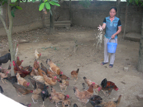Mô hình chăn nuôi gà thả vườn của chị Nguyễn Thị Phượng, thôn Hoàng Đồng, xã Khoan Dụ.