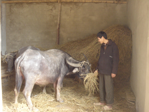 Cán bộ thú y xã Nam Thượng (Kim Bôi) kiểm tra tình hình dịch bệnh trên đàn trâu tại xóm Bình Tân.
