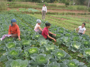 Xóm Piềng Phung, xã Nà Phòn (Mai Châu) trồng rau, màu trên đất lúa bị hạn mang lại hiệu quả cao. 
   
