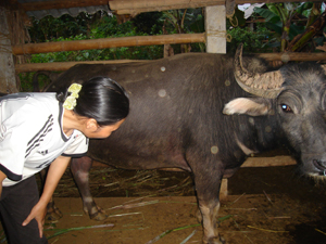 Nhiều hộ gia đình ở xã Dũng Phong (Cao Phong) đã chủ động tiêm phòng dịch LMLM cho gia súc.