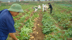 Mô hình trồng cây khoai tây đem lại hiệu quả kinh tế, nâng cao thu nhập trong sản xuất vụ đông cho người nông dân ở Lạc Thuỷ.