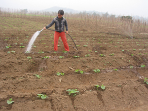 Nông dân xã Vĩnh Đồng (Kim Bôi) chăm sóc cây màu vụ xuân