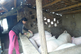 Từ nguồn vốn NHCSXH, nhiều hộ gia đình ở Nam Thượng đầu tư vào chăn nuôi đem lại hiệu quả kinh tế.