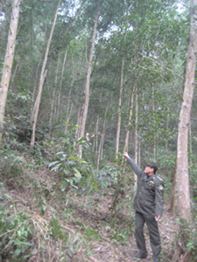 Diện tích rừng trồng trên địa bàn xã Đông Lai được chăm sóc, bảo vệ tốt góp phần hạn chế cháy rừng.    

