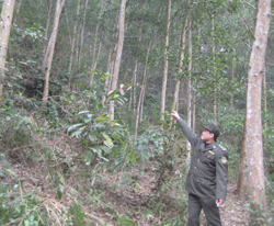 Rừng sản xuất ở Chiềng Châu được bảo vệ và chăm sóc tốt.