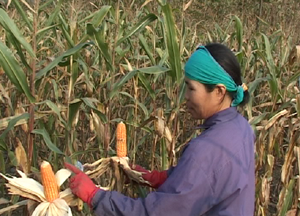 Nhân dân xã Toàn Sơn (Đà Bắc) đẩy mạnh sản xuất tăng năng suất và sản lượng cây trồng.