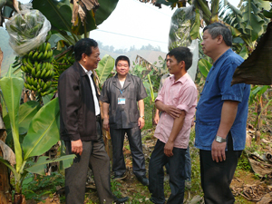 Đ/C Đinh Duy Sơn, Phó Chủ tịch HĐND tỉnh thăm mô hình trồng chuối tiêu hồng tại xóm Trò, xã Hợp Kim (Kim Bôi).