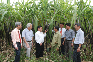 Các đồng chí lãnh đạo chủ chốt huyện Cao Phong kiểm tra vùng trồng mía của huyện. Ảnh: P.V