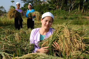 Nhân dân huyện Cao Phong chú trọng đầu tư thâm canh lúa đạt năng suất cao. Ảnh: P.V