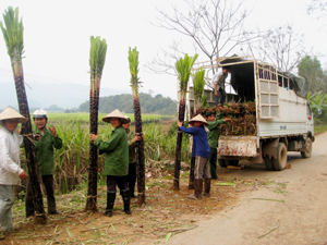 Cây mía là cây hàng hóa đặc sản chủ lực góp phần nâng cao đời sống, giảm tỷ lệ hộ nghèo ở Dũng Phong (Cao Phong).