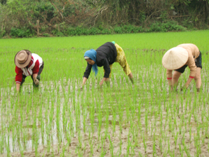 Vụ chiêm - xuân năm 2012, tổng diện tích cấy lúa của TPHB đạt 530 ha, vượt 6% so với kế hoạch.  Ảnh: Nông dân xóm Chùa, xã Thống Nhất chăm sóc, làm cỏ cho lúa chiêm - xuân. Ảnh: N.A