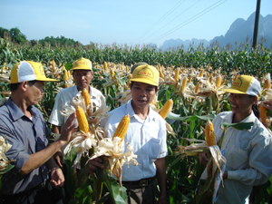Giống ngô lại đơn DK9901, KD9955 khẳng định ưu thế về năng suất, chất lượng được bà con nông dân huyện Tân Lạc mở rộng diện tích gieo trồng trên địa bàn huyện.