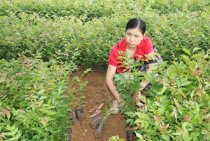 Vườn ươm xã Độc Lập, Kỳ Sơn chuẩn bị sẵn sàng cây giống phục vụ cho công tác trồng rừng năm 2012.