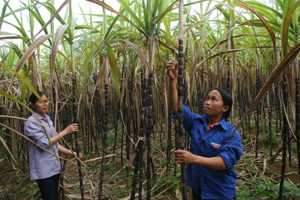 Trên 80% số hộ dân của xã Phú Vinh (Tân Lạc) phải vay vốn của tư thương với lãi suất cao để trồng mía tím.