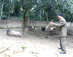 CCB Nguyễn Văn Tún, xã Mông Hoá (Kỳ Sơn) chăm sóc đàn gia súc tại trang trại của gia đình.
