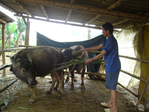 Mặc dù khống chế được bệnh nhưng gia đình ông Bùi Văn Dư ở xóm Luỹ vẫn nhốt trâu, bò trong chuồng để hạn chế dịch bệnh LMLM.