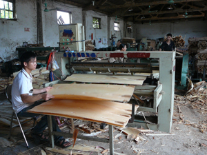 Công nhân Công ty TNHH SIMCO Sông Đà vận hành dây chuyền sản xuất sản phẩm gỗ bóc không sử dụng trang bị bảo hộ lao động.