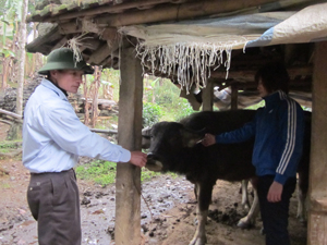 TPHB kiểm soát tốt tình hình đói rét, dịch bệnh trên đàn gia súc. Trong ảnh: Tiêm phòng lở mồm long móng vụ xuân 2012 cho trâu, bò tại xã Yên Mông.