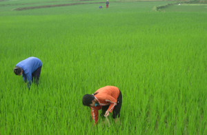 Nông dân xã Bình Thanh (Cao Phong) tập trung chăm sóc, phòng trừ dịch bệnh cho lúa chiêm - xuân.