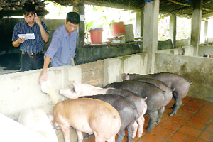 Bình quân mỗi năm, trang trại nhà anh Nguyễn Văn Toàn, xã Trường Sơn (Lương Sơn) xuất được 20 tấn lợn hơi.