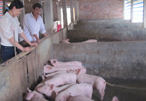Mô hình chăn nuôi lợn an toàn sinh học của anh Lê Văn Luyến có quy mô trên 150 con.    
